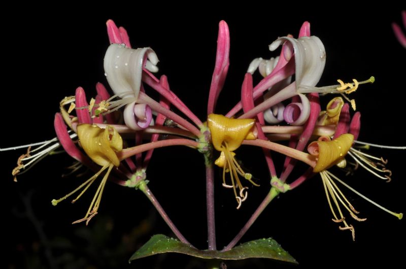 Lonicera caprifolium ?