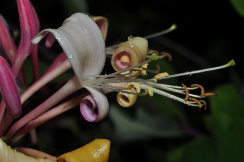 Lonicera caprifolium ?