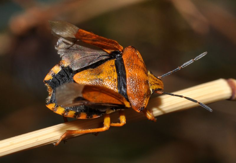 Pentaomidae: Carpocoris pudicus di Cavriglia (AR)