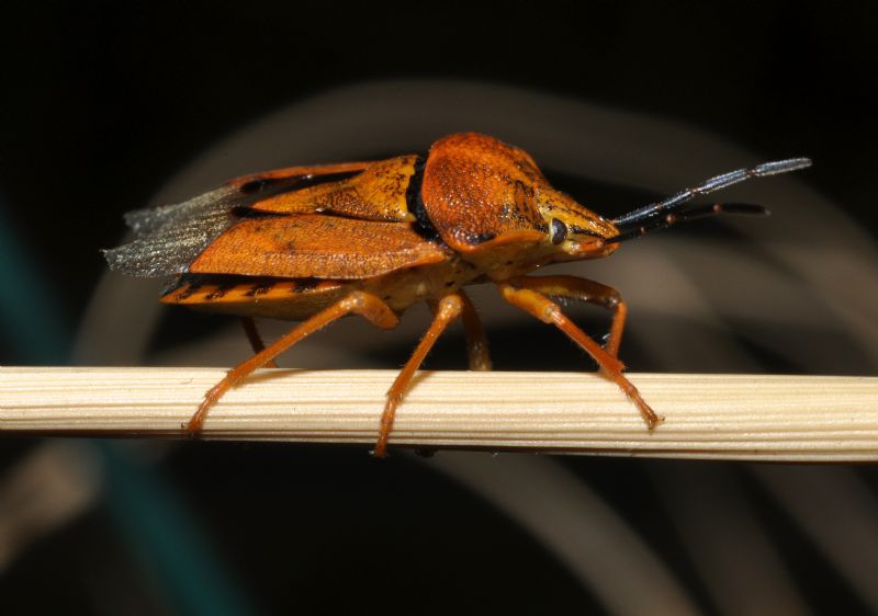 Pentaomidae: Carpocoris pudicus di Cavriglia (AR)