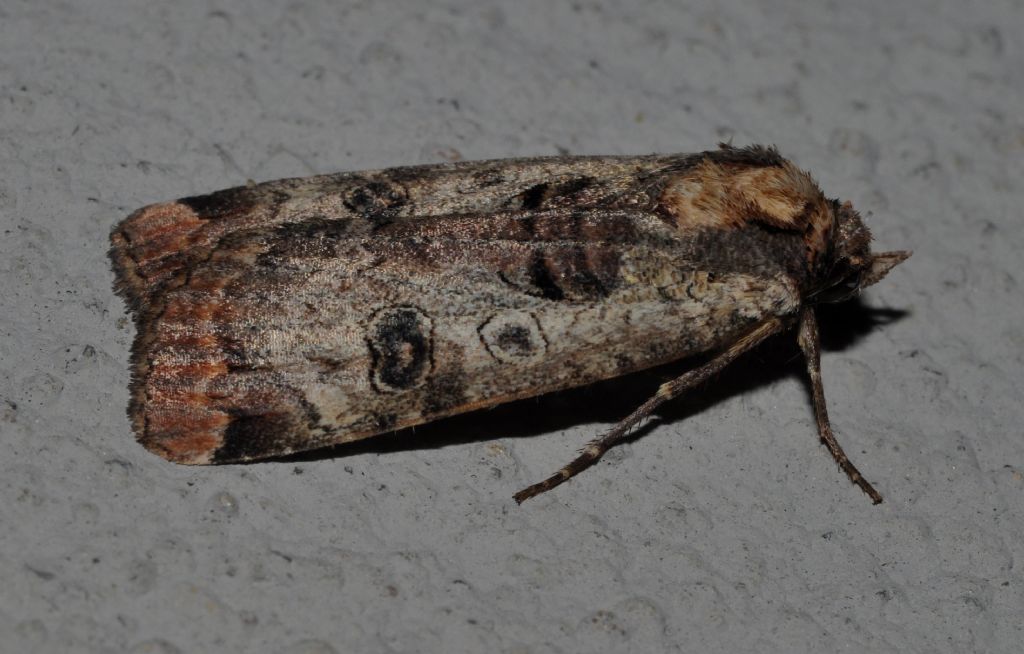 Noctuidae da id