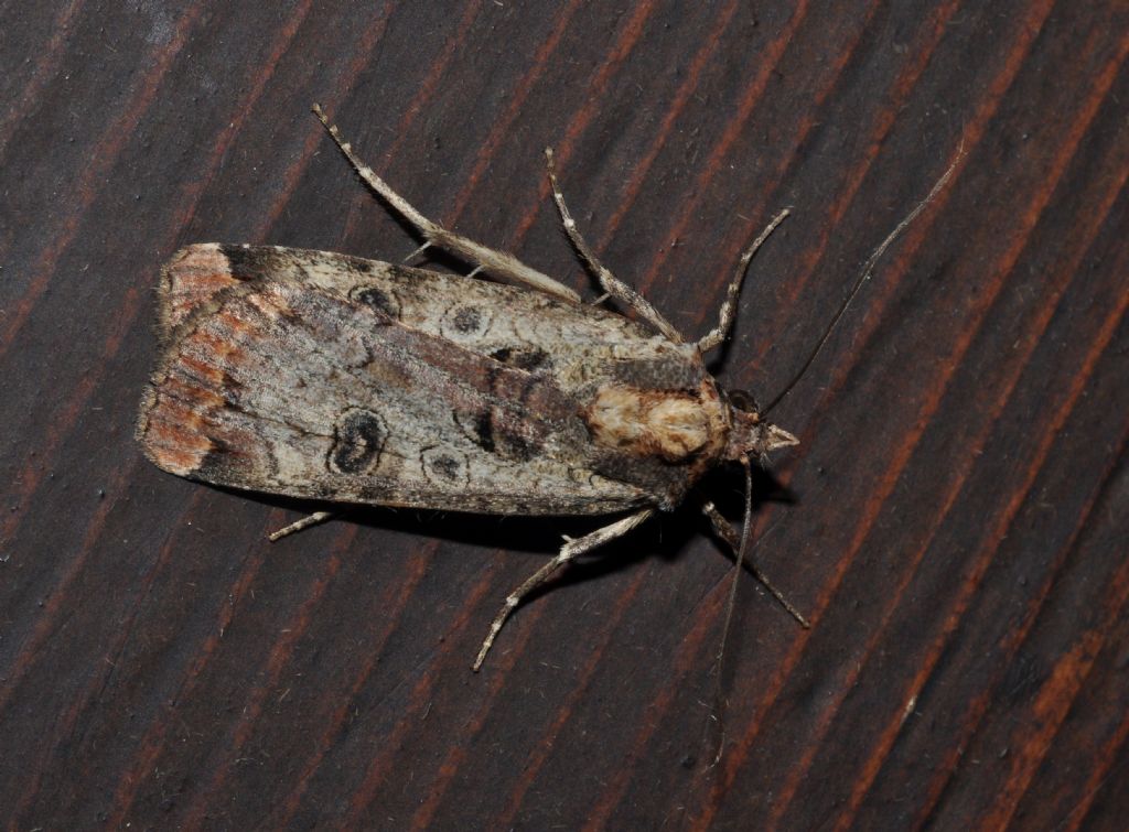 Noctuidae da id