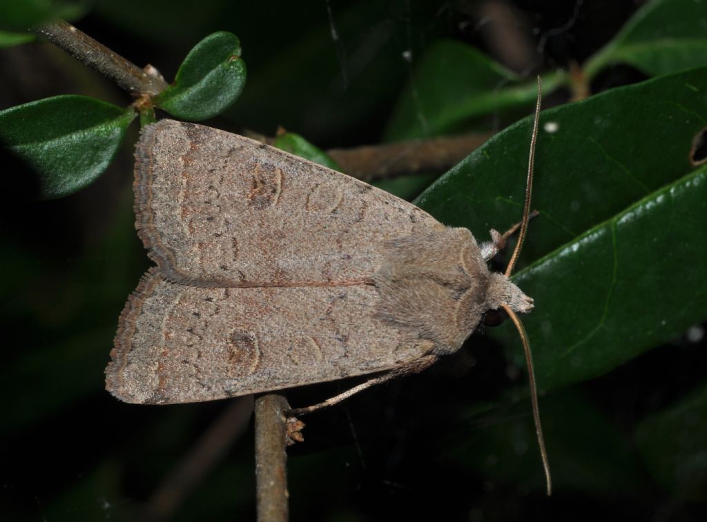 Noctuidae da id (2)