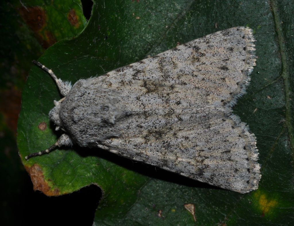 Noctuidae da id (4)