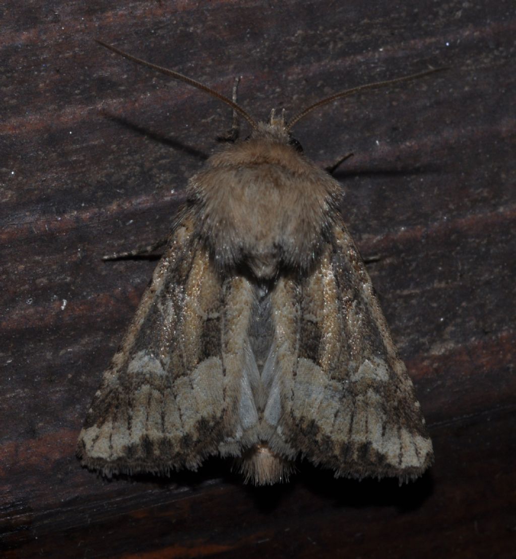 Noctuidae da id (6)