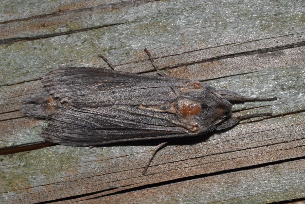 Noctuidae da id (7)