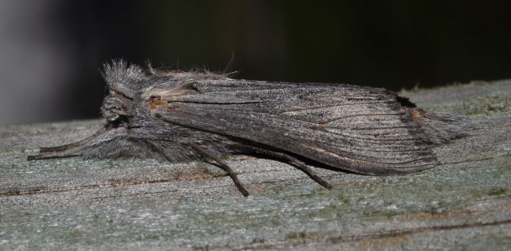 Noctuidae da id (7)