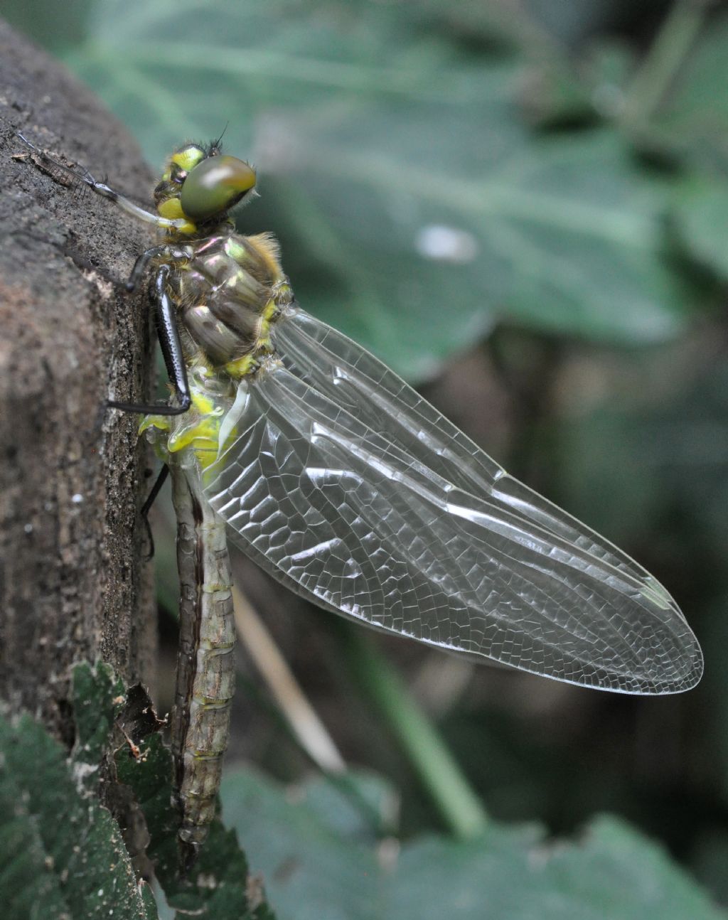 exuvie...(4): Somatochlora metallica