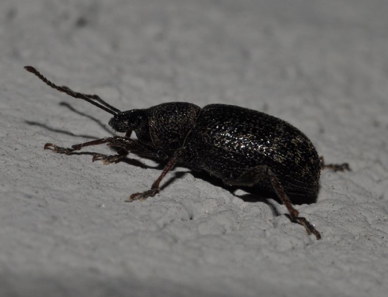 Curculionidae da id - Otiorhynchus cribricollis