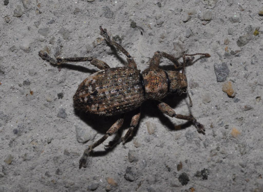 Curculionidae:  Caulostrophus subsulcatus