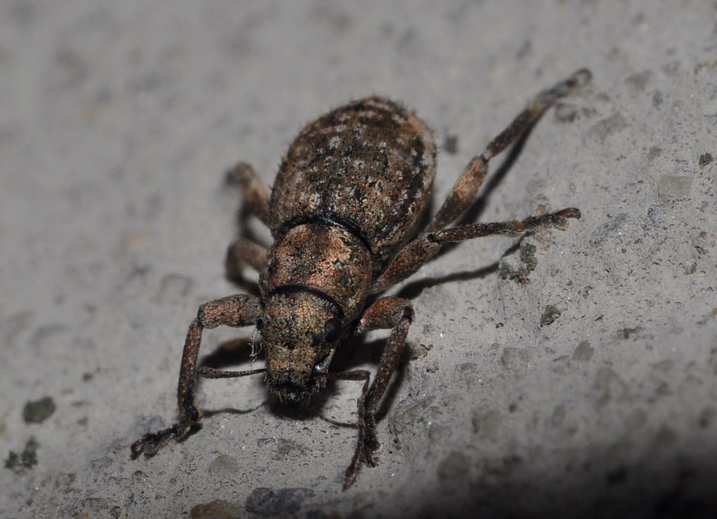 Curculionidae:  Caulostrophus subsulcatus