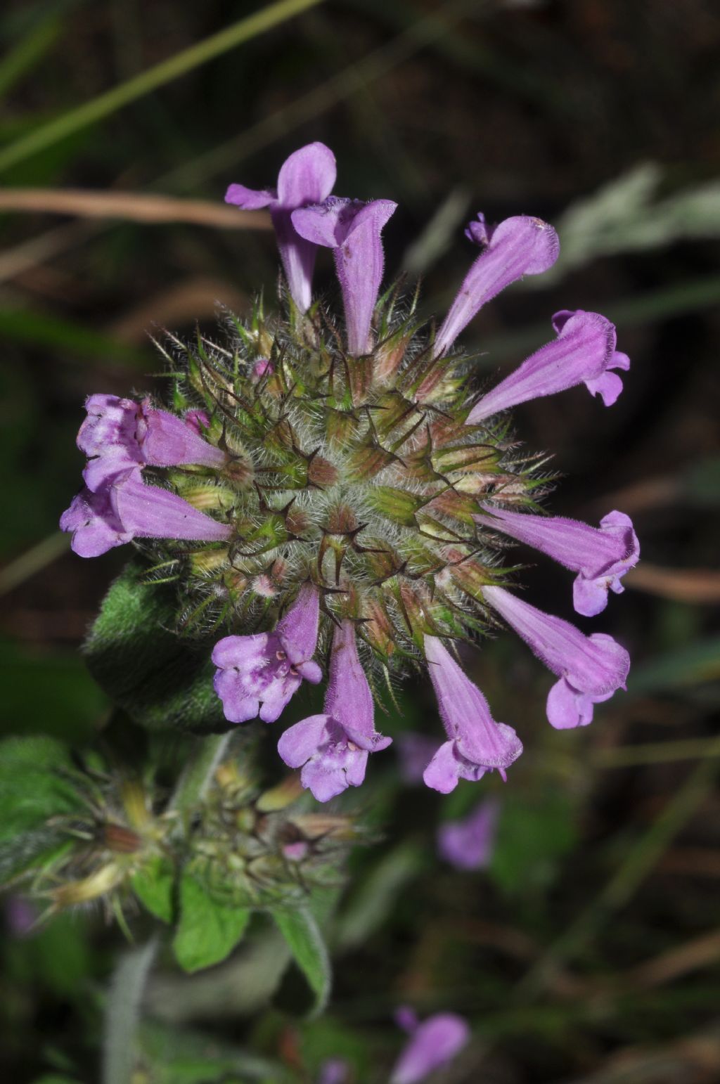 Lamiacea - Clinopodium vulgare