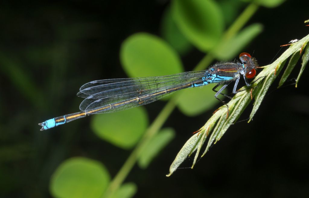 Erythromma da id - E. viridulum