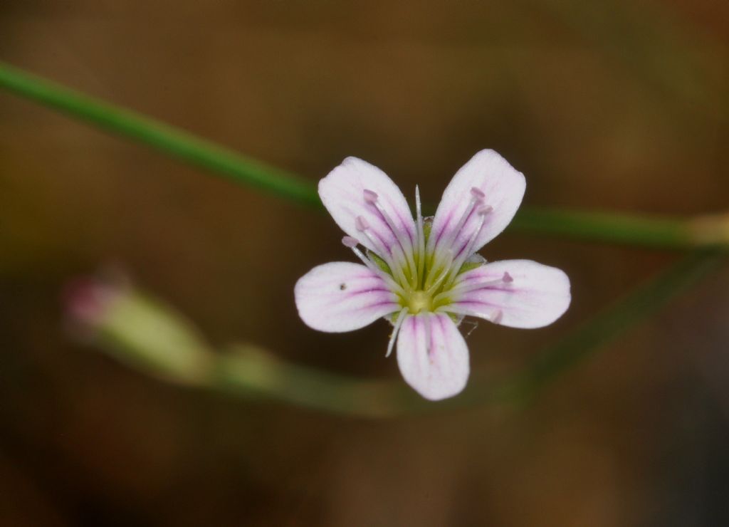 Petrorhagia saxifraga