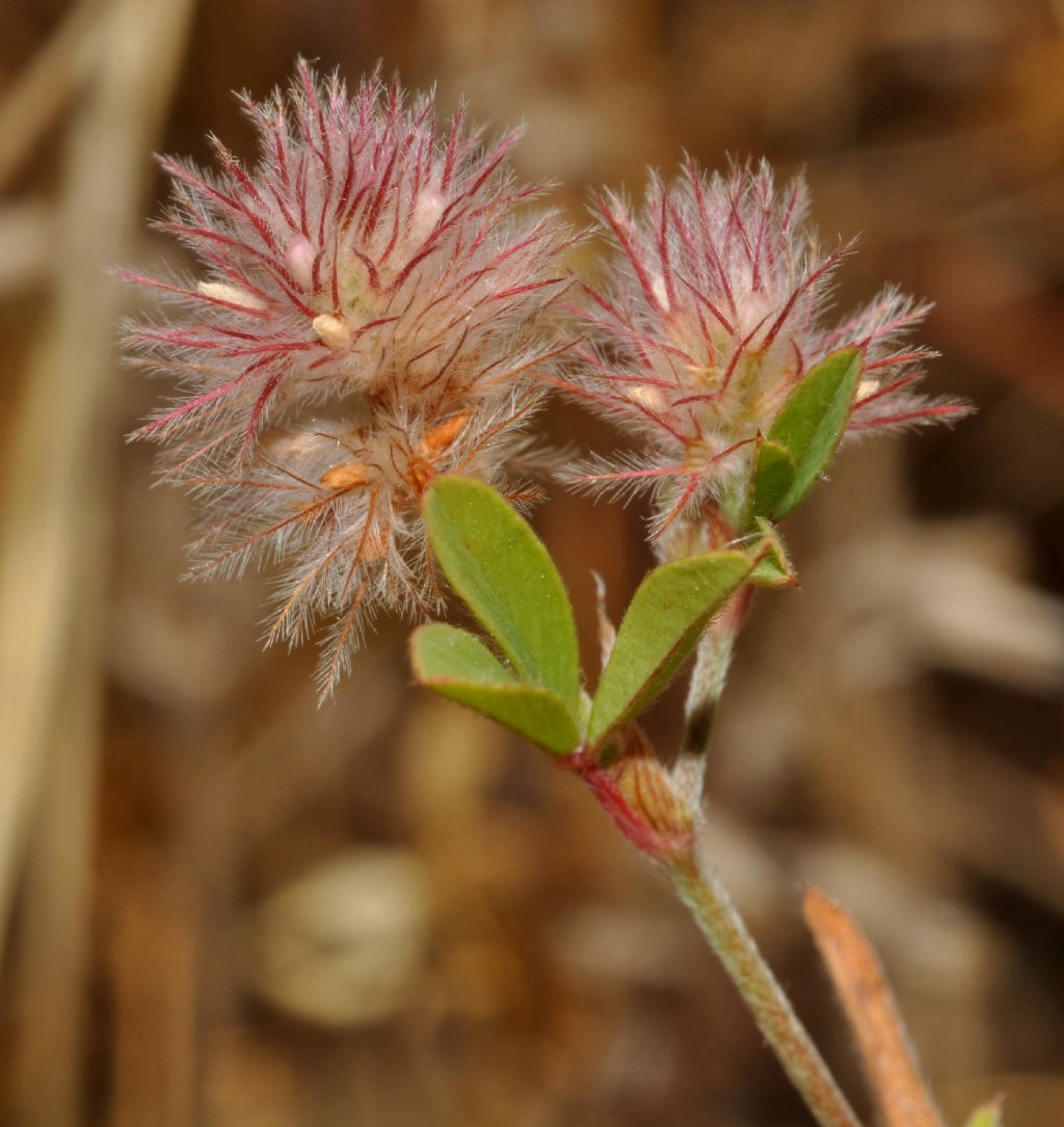 Trifolium arvense / Trifoglio arvense