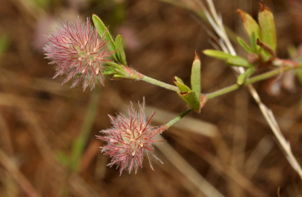 Trifolium arvense / Trifoglio arvense