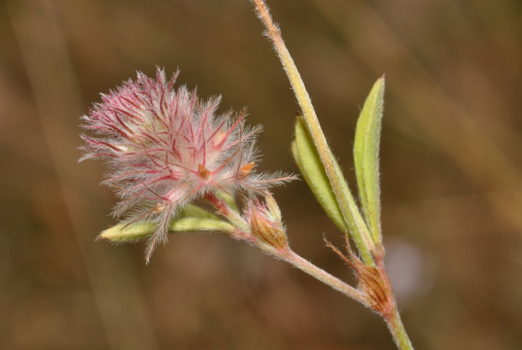 Trifolium arvense / Trifoglio arvense