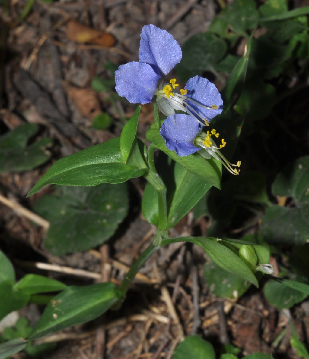 Commelina communis / Erba miseria asiatica