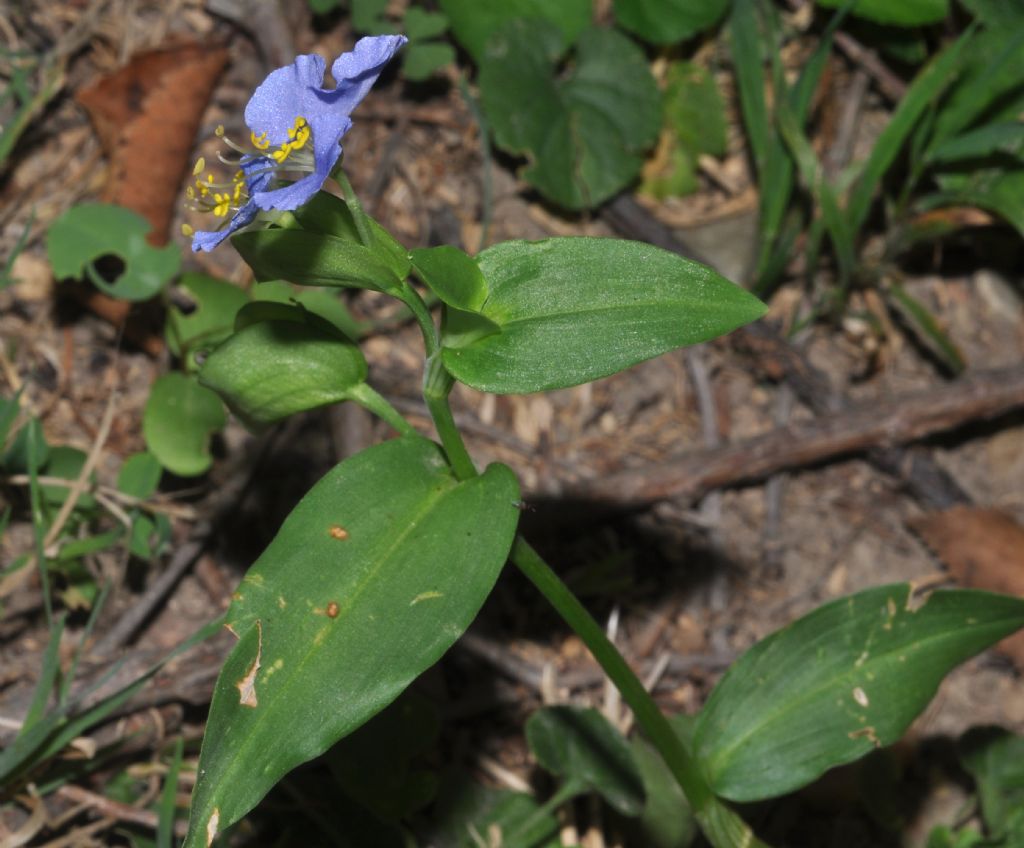 Commelina communis / Erba miseria asiatica