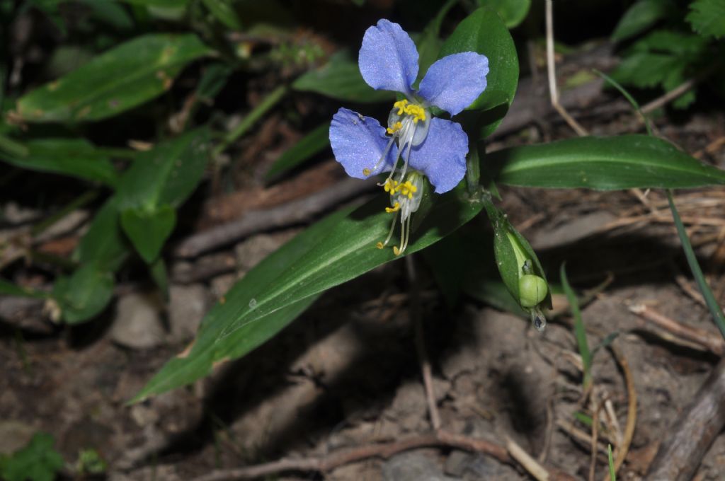 Commelina communis / Erba miseria asiatica