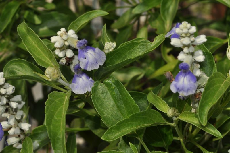 Salvia farinacea