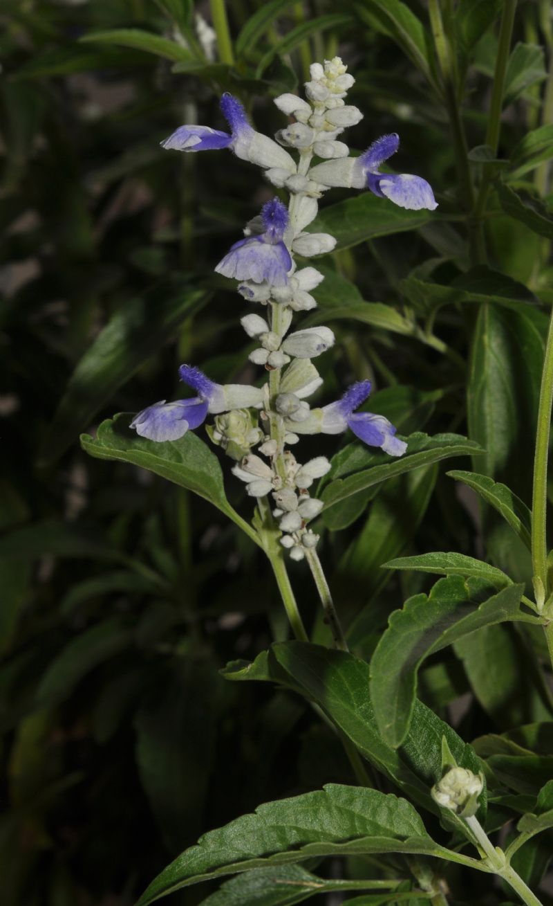Salvia farinacea