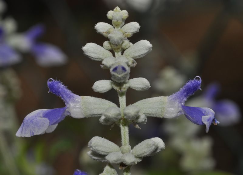 Salvia farinacea