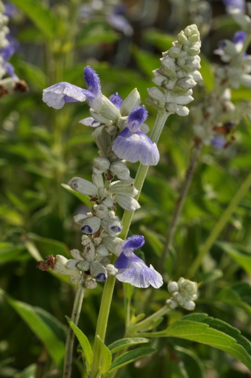 Salvia farinacea