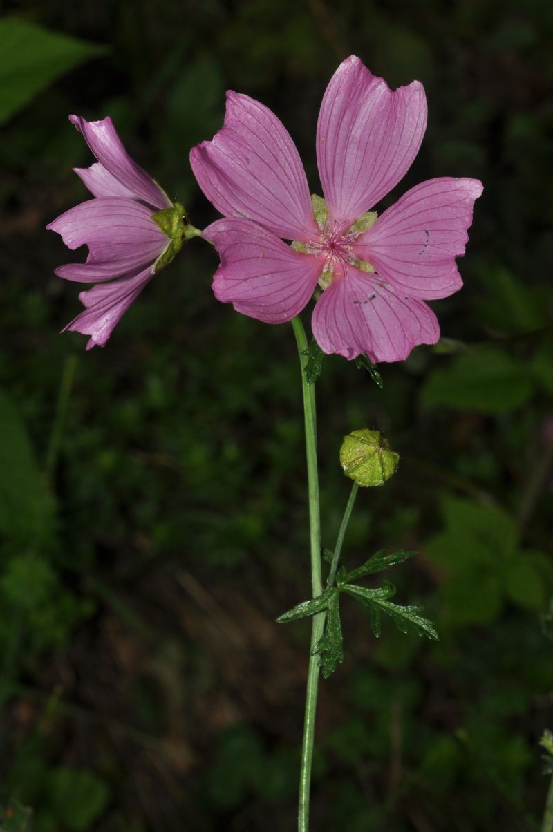 Malva moschata / Malva moscata