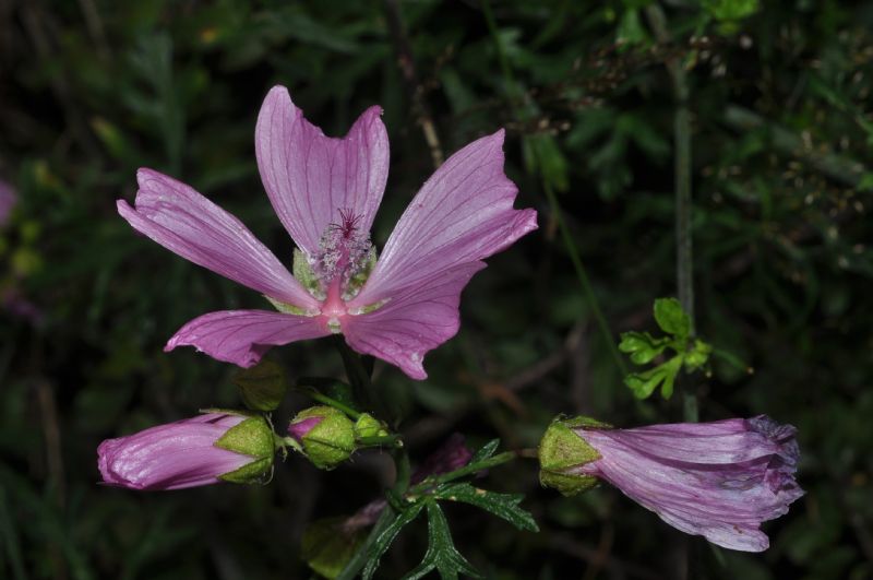 Malva moschata / Malva moscata