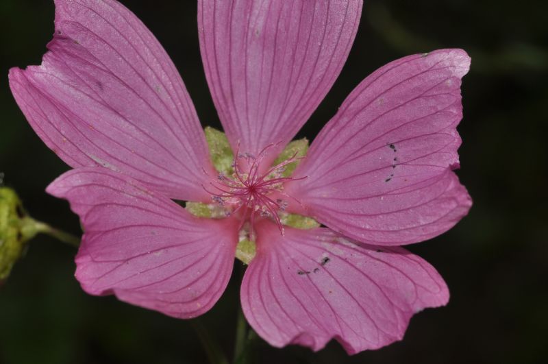 Malva moschata / Malva moscata