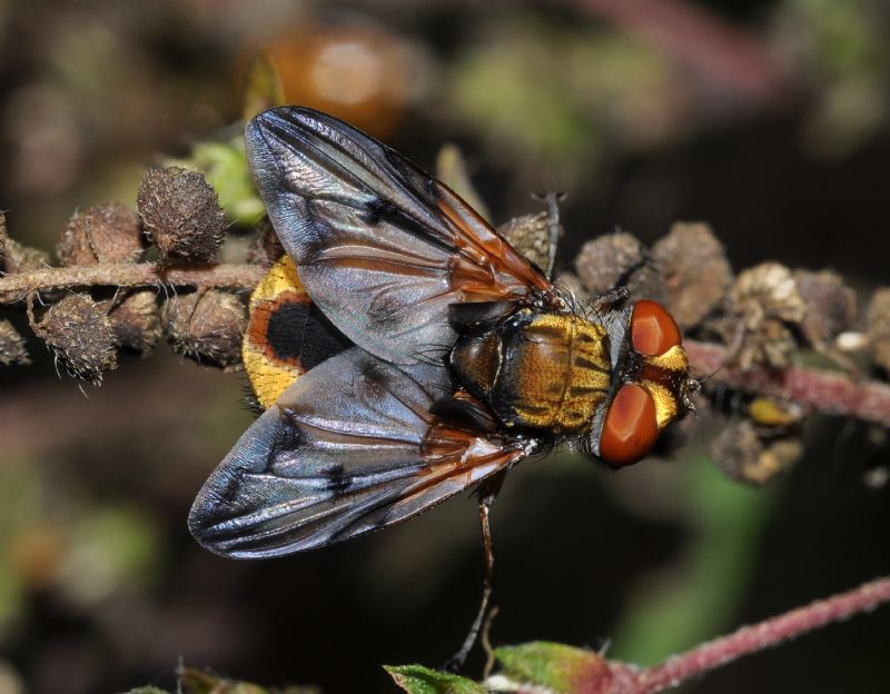 Ectophasia crassipennis (Tachinidae)