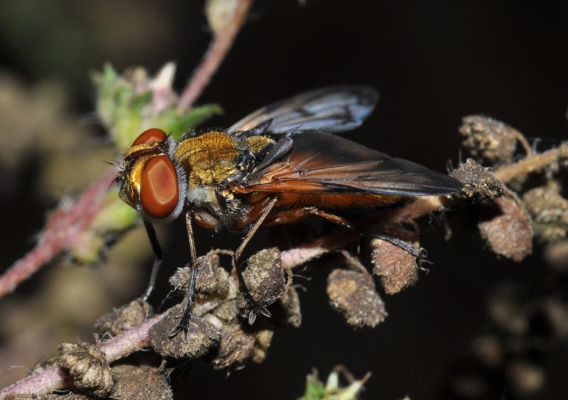 Ectophasia crassipennis (Tachinidae)