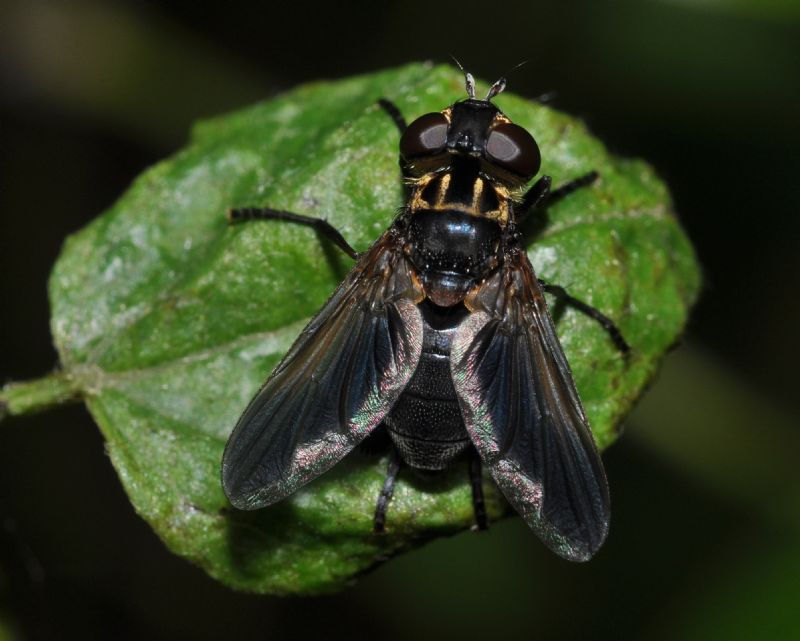 Trichopoda pennipes (Tachinidae)