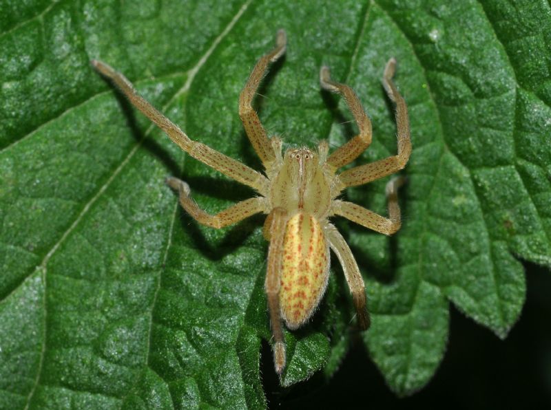 Micrommata virescens - Milano (MI)