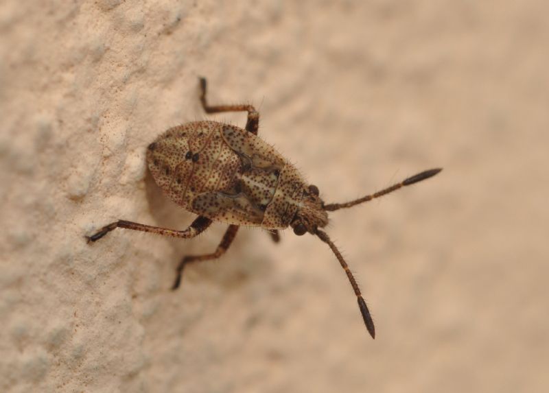 Rhopalidae: Stictopleurus punctatonervosus della Lombardia