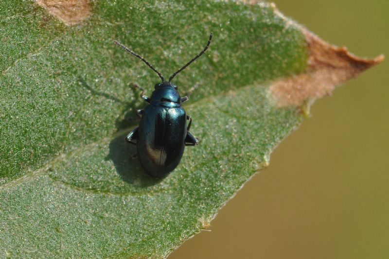 Chrysomelidae (<5mm): 5: Altica sp.