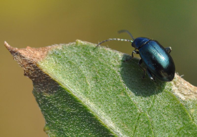 Chrysomelidae (<5mm): 5: Altica sp.