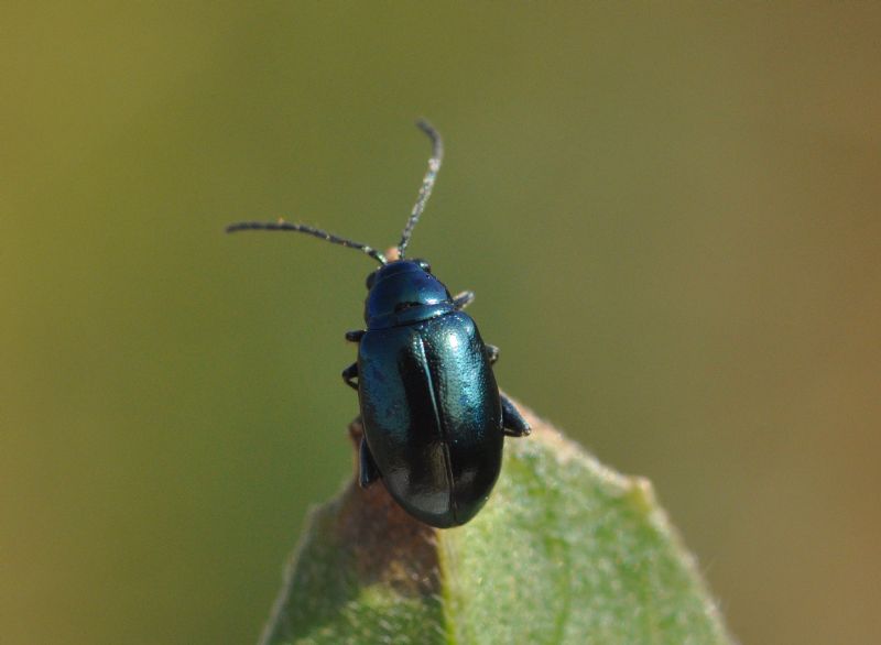 Chrysomelidae (<5mm): 5: Altica sp.