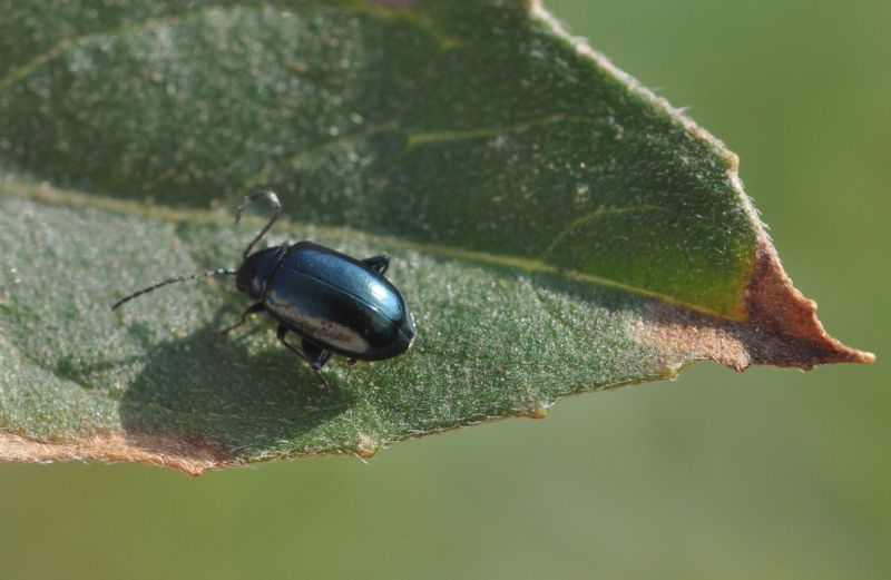Chrysomelidae (<5mm): 5: Altica sp.