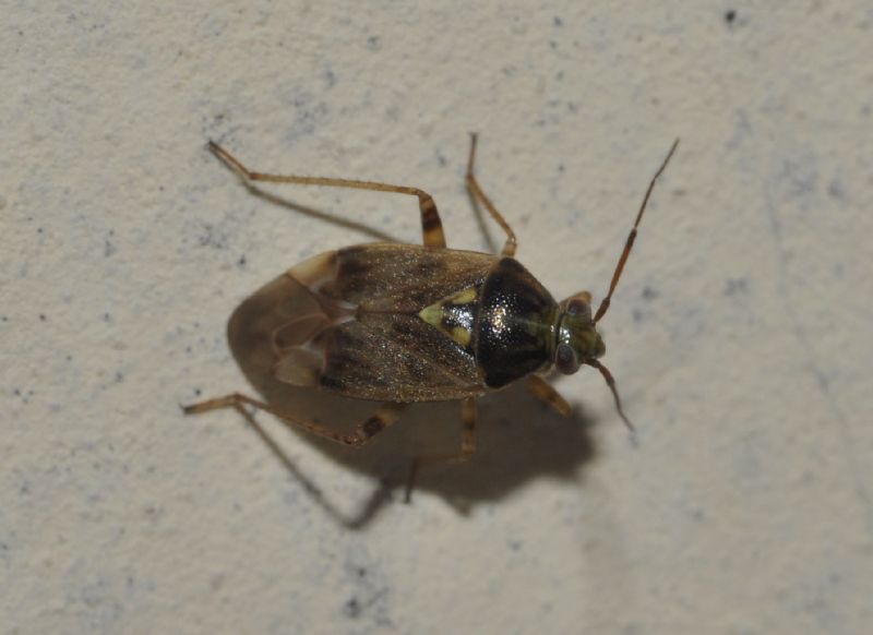 Miridae: Lygus rugulipennis della Lombardia (BG)