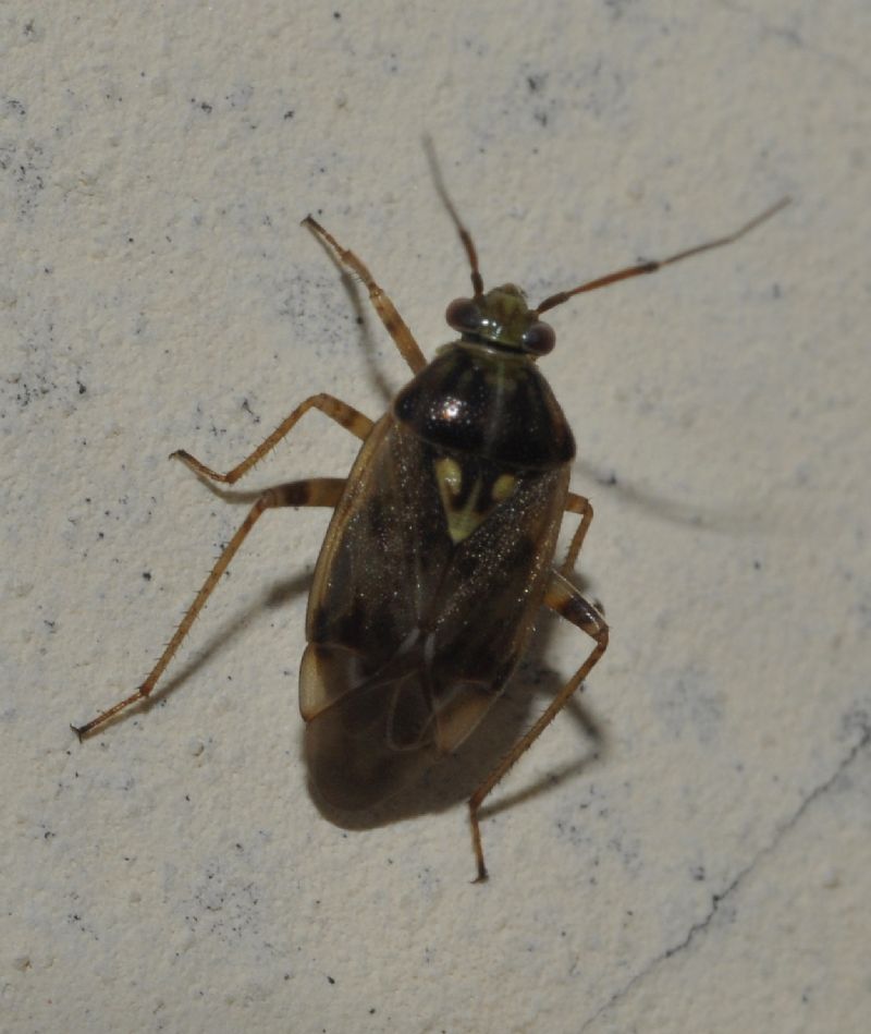 Miridae: Lygus rugulipennis della Lombardia (BG)