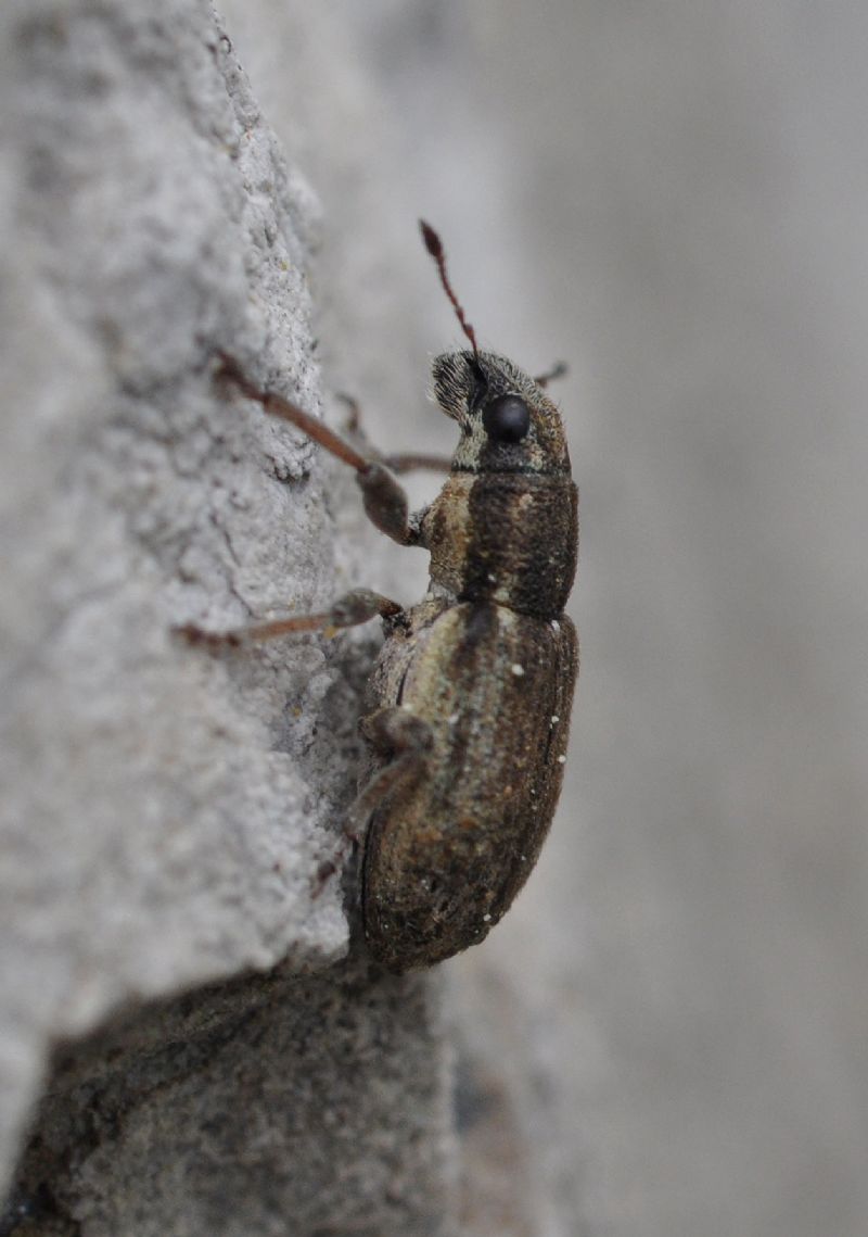 Sitona sp., Curculionidae