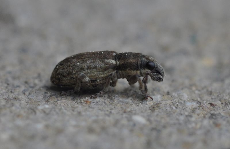 Sitona sp., Curculionidae
