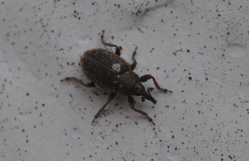 Gymnetron sp. (cfr.) - Curculionidae
