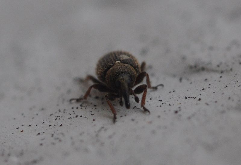Gymnetron sp. (cfr.) - Curculionidae