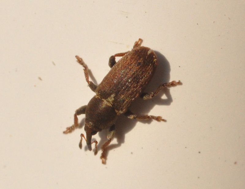 Tychius cuprifer, Curculionidae