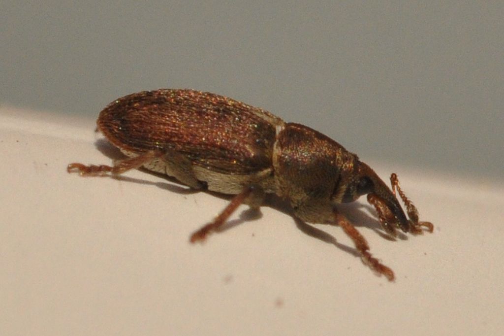 Tychius cuprifer, Curculionidae