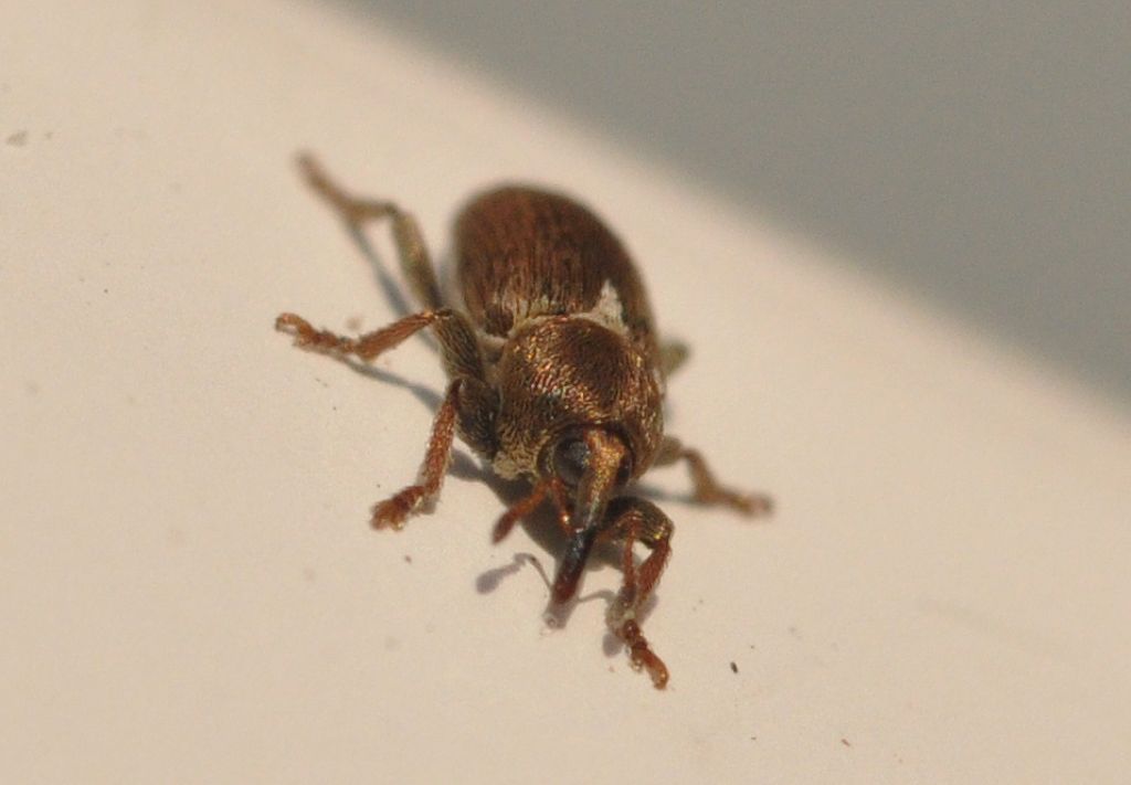 Tychius cuprifer, Curculionidae