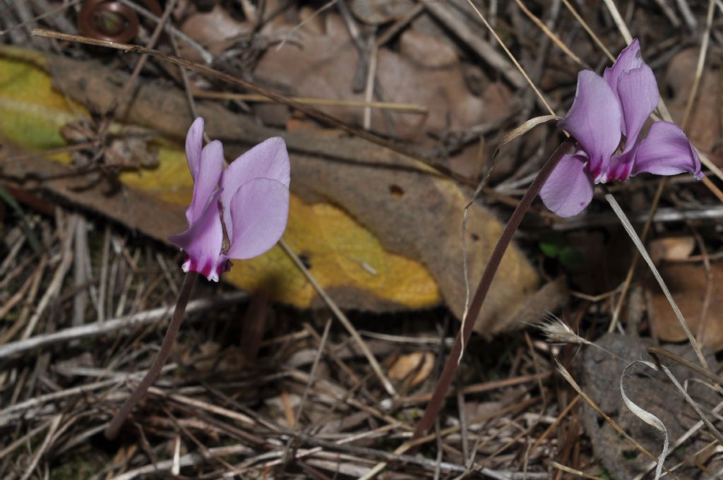 Cyclamen hederifolium